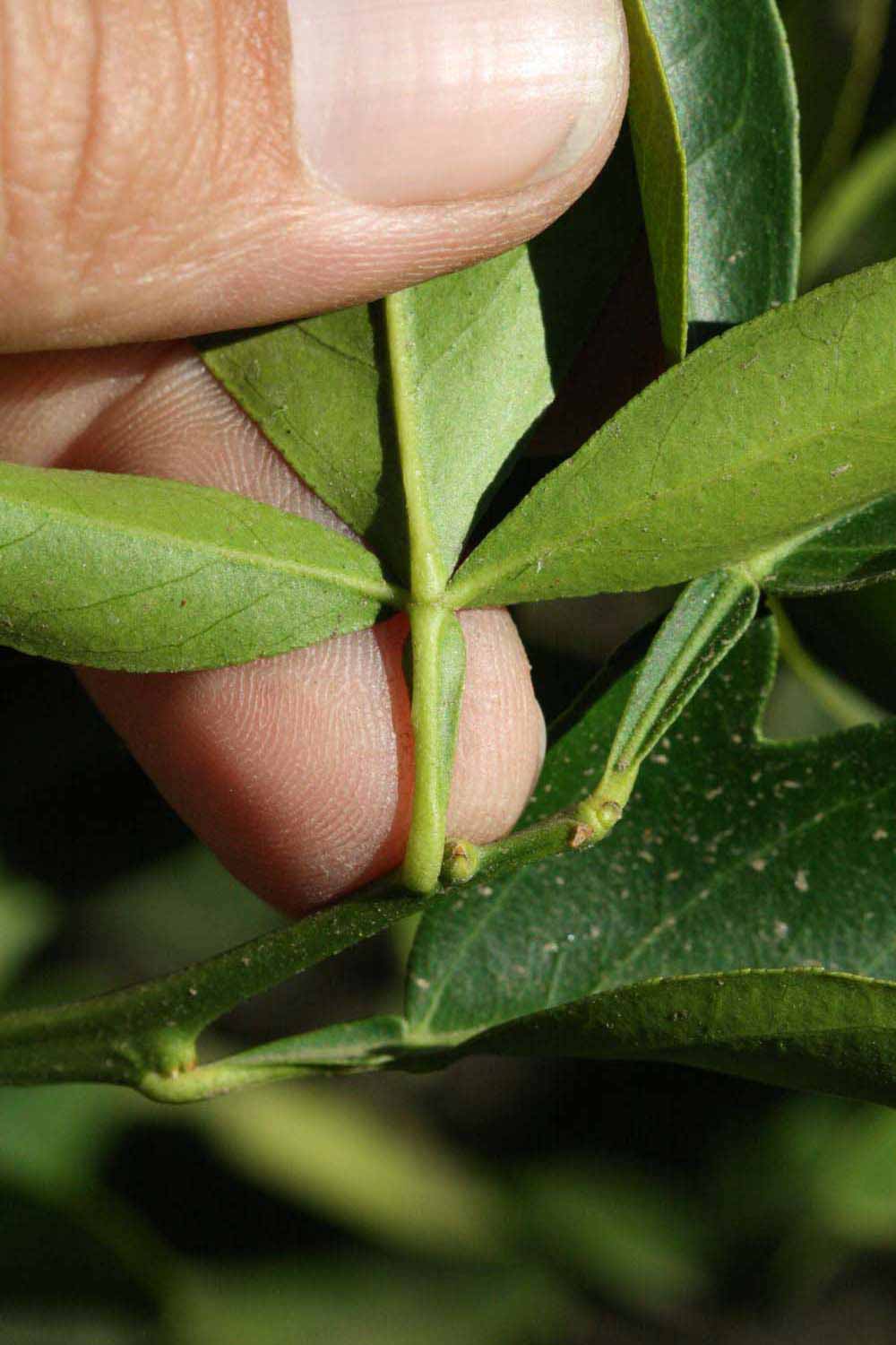              Petiole (Riverside, CA)       